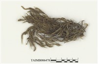 藏品(灰苔目)的圖片